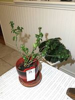 Live potted plants on a white textured surface next to white paneled wall; foreground plant in red gradient pot has sparse, small green leaves with some curling; background plant with larger fuzzy green leaves.