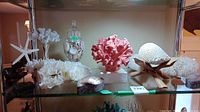 Wide view on glass shelf showing apothecary jar, coral branches, brain coral, starfish and box