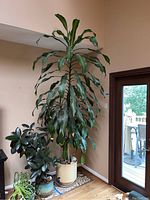 Full height view of tall Dracaena plant in beige pot next to smaller plants and sliding glass door.