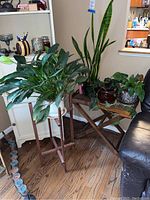 Wide view showing four leafy indoor plants on two wooden stands near a sofa and cabinet.