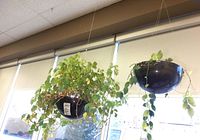 View of two hanging plants in black plastic pots suspended from ceiling. Plants have green leaves with some yellowing.