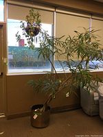 Large potted plant near window with tall green branches and leaves in a metal pot.