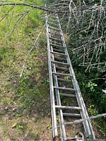 Aluminum extension ladder positioned on grass and partially covered by tree branches showing full length.