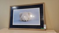 Framed photo of a polar bear laying on snow with blue mat and golden frame.