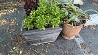 Two plants side by side, one in a square wood planter and the other in a round clay pot on outdoor ground.