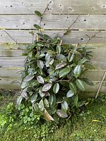 Full view of large leafy green Hoya plant growing with long vines.