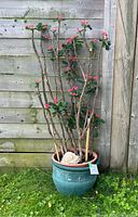 Front view of tall live potted plant with pink flowers and green leaves in turquoise pot against wooden fence background