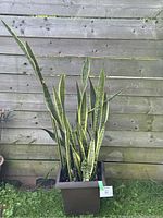 Full view of live Sansevieria plant with tall upright leaves in square brown plastic pot, against a wooden fence background.