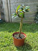 Full view of potted plant outdoors showing the single stem and green leaves in the reddish-brown plastic pot.