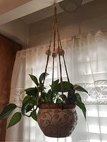 Full view of hanging plant in ceramic planter suspended by macramé hanger in front of window with lace curtains.