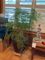 Wide view of entire plant, pot and stand near window with figurines nearby.
