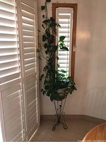 Full view of live Pothos plant in white planter sitting on black metal wicker plant stand with four curled legs and scroll design, placed near window with shutters and mirror on wall.