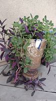 Front and side view of heavy ceramic pot containing live Purple Heart and succulent plants with trailing stems and leaves.
