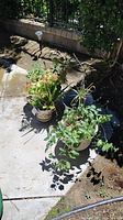 Top-down photo of three plants in four pots on a concrete surface with shadows and outdoor garden background