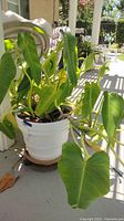 Front view of the green potted plant in white plastic pot on wheeled holder on a porch.