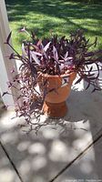 Purple Heart plant with trailing purple leaves in plastic pot on clay stand in sunlight, viewed from front-left angle.