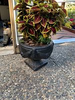 Close-up image of one black decorative outdoor planter pot with coleus plant, showing textured bow-like design and vibrant red and green leaves.