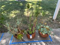 Three clay pots with assorted succulent plants placed outdoors on a concrete surface, showing overall condition and size.