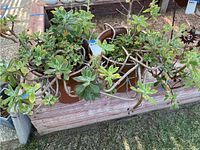 Wide shot showing two succulent plants with sprawling stems in glazed raku pots on a wooden surface outdoors.