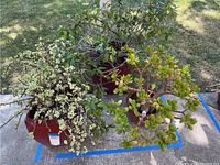 Three potted plants displayed outdoors with visible blue tape outlining lot area. Includes two succulents and one jasmine plant.