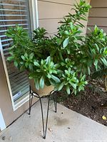 Green broad-leaf plant in beige plastic pot on black hairpin leg stand located on patio next to window
