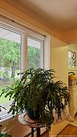 Green Christmas cactus plant placed on a circular table near a window with natural light. Plant has segmented flat leaves and is bushy in appearance.