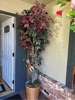 Full view of the artificial ficus tree in basket placed beside a doorway showing its height and size