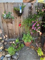 Four hanging plants on a wooden fence and one potted plant on the ground, showing overall lot contents.