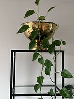 Brass pedestal bowl on a black metal stand with plant trailing from bowl