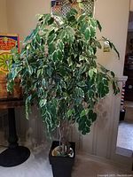 Full view of silk Ficus tree showing natural trunk and lush variegated leaves housed in black metal planter
