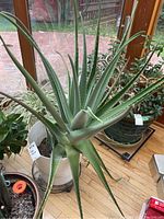 Overall view of live aloe vera plant next to other plants in a sunlit room, showing full size and leaf arrangement.