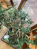 Photo of jade plant and spider plant in planter near window