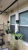 Five black cone-shaped plastic hanging planters with metal chains and live plants shown on an outdoor patio wall below a window. Blue and clear glass watering bulbs inserted in soil in some planters.