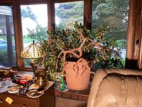 Jade succulent plant with woody, twisted branches in beige plastic planter next to window and lamp.