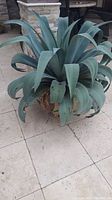 Front view of large live agave plant in pot showing curved blue-green leaves and some damage