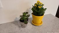 Photo showing three small house plants: one succulent in metal pot and two yellow kalanchoe plants in yellow ceramic pots with matching trays.