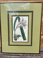 Full view of the framed botanical print of a lily flower with double matting and light wood frame.