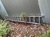 Full length view of ladder leaning against exterior wall surrounded by leaves and foliage