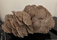 Overall view of large desert rose gypsum specimen showing layered rose-like crystal clusters