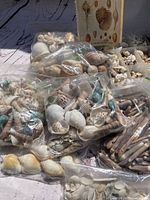 Overview photo of multiple plastic bags filled with assorted seashells, organized in small compartments and some loose coral pieces, showing diverse shapes and colors of the shells.