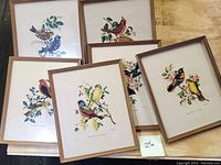 Six framed vintage bird illustration prints arranged on a wooden surface, showing variety of birds and natural elements.