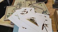 Several framed bird prints laid out showing colorful detailed bird illustrations with foliage on cream backgrounds.