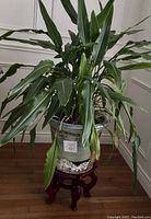 Full view of the Bird of Paradise plant in the pale blue ceramic planter on wooden stand.