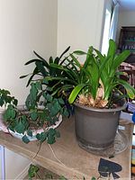 Four live plants in various pots arranged on a table, showing condition of plants and pots.