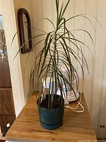 Full view of a tall Dracaena marginata house plant with long thin dark green leaves, potted in a green plastic container with a drainage saucer beneath, sitting on a wooden surface indoors.