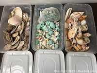 Overview photo showing three clear plastic containers filled with various seashells placed side by side with lids in front.