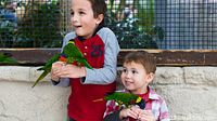 Two young boys holding and interacting with green lorikeet birds inside the Bird Kingdom aviary.