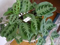 Top view showing broad green leaves with distinct dark green markings typical of a Dieffenbachia variety.