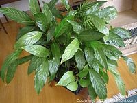 Top view of a large green leafy peace lily plant mixed with fern and ivy in the pot.