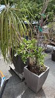 Two different-sized concrete composite planters with plants: Elephant Palm in larger planter, Jade Plant in smaller planter in outdoor setting.